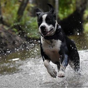 Meet your Posher, Lillie